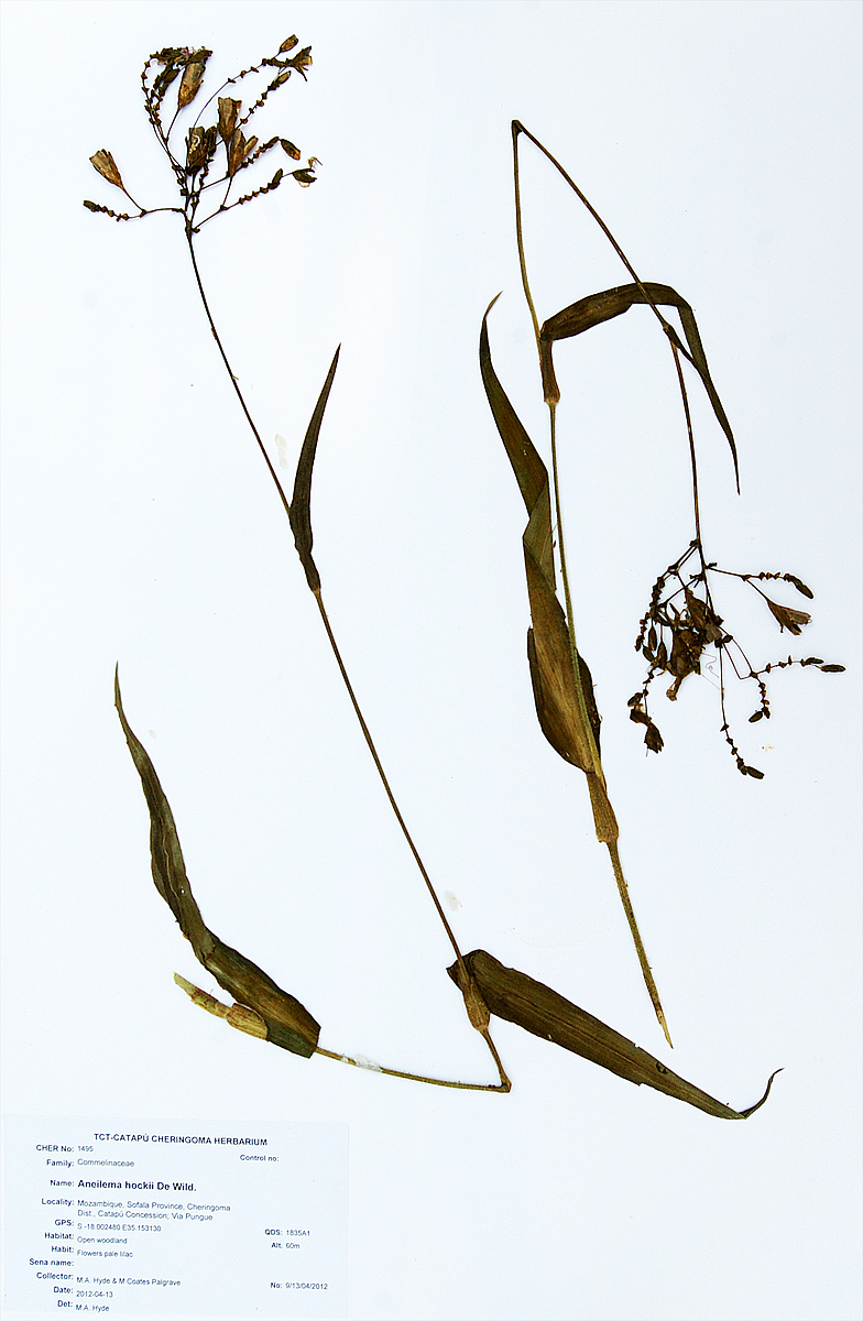 Aneilema hockii Aneilema hockii