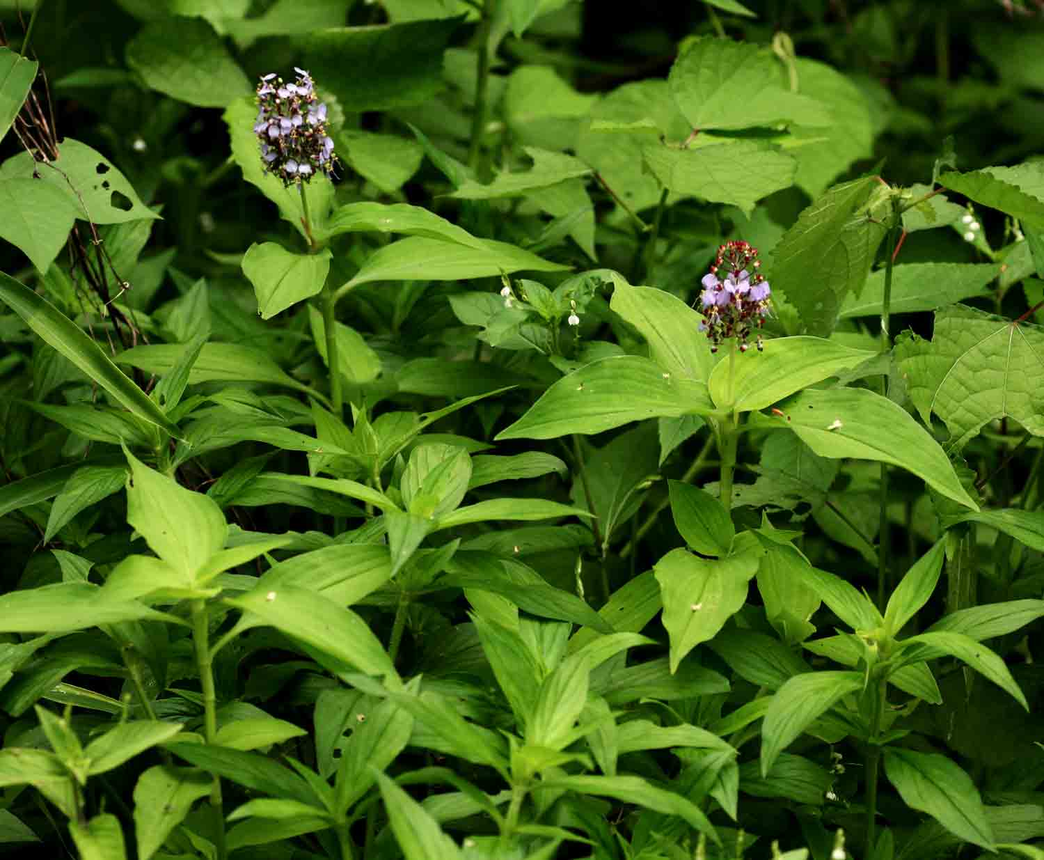 Aneilema nicholsonii