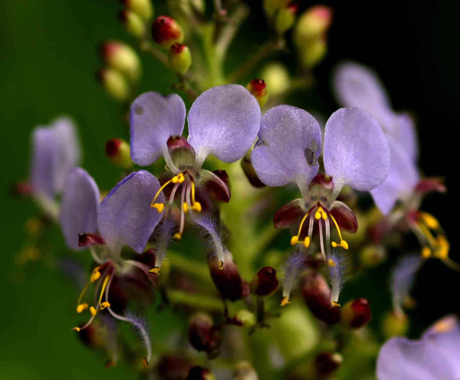 Aneilema nicholsonii
