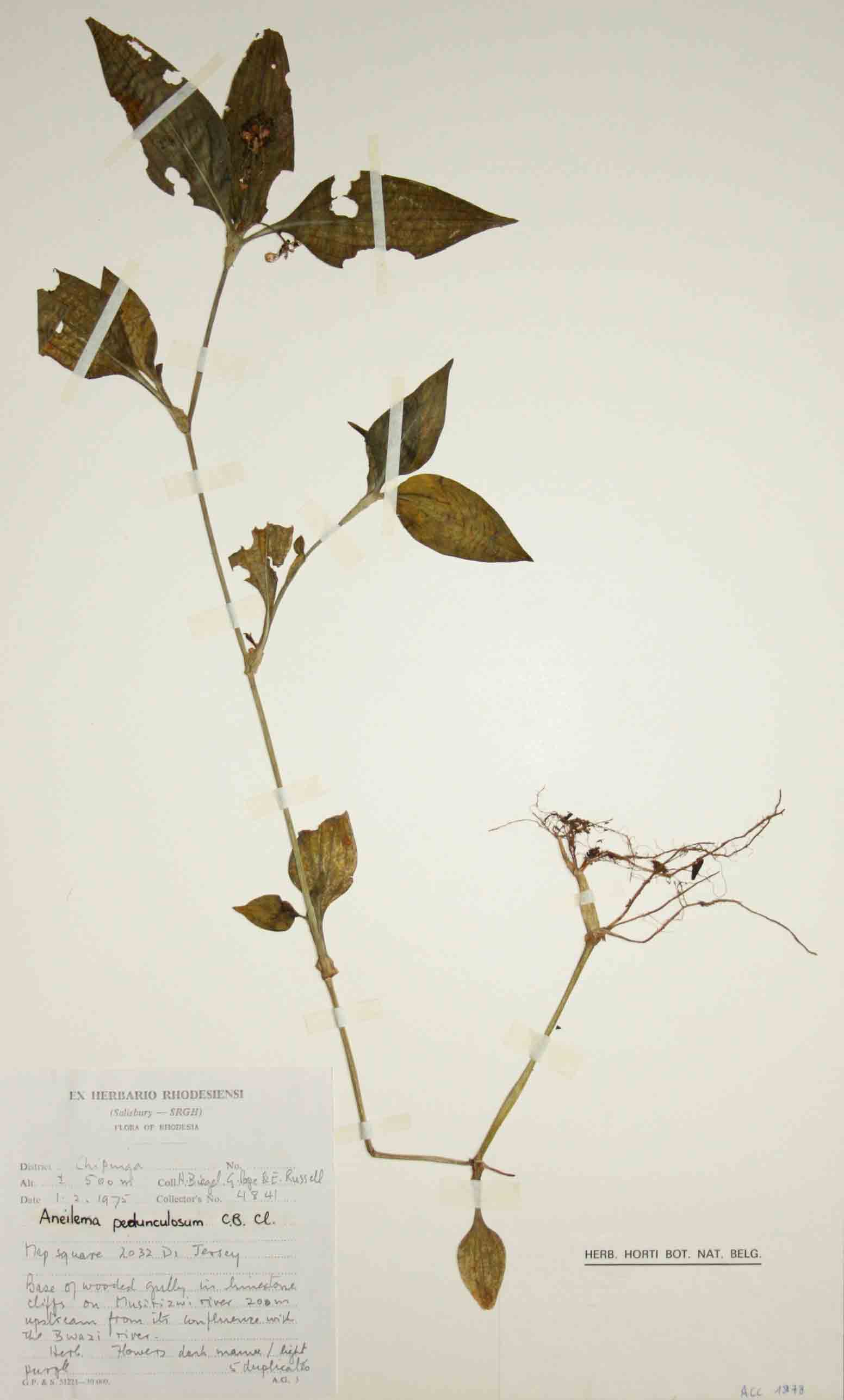 Aneilema pedunculosum