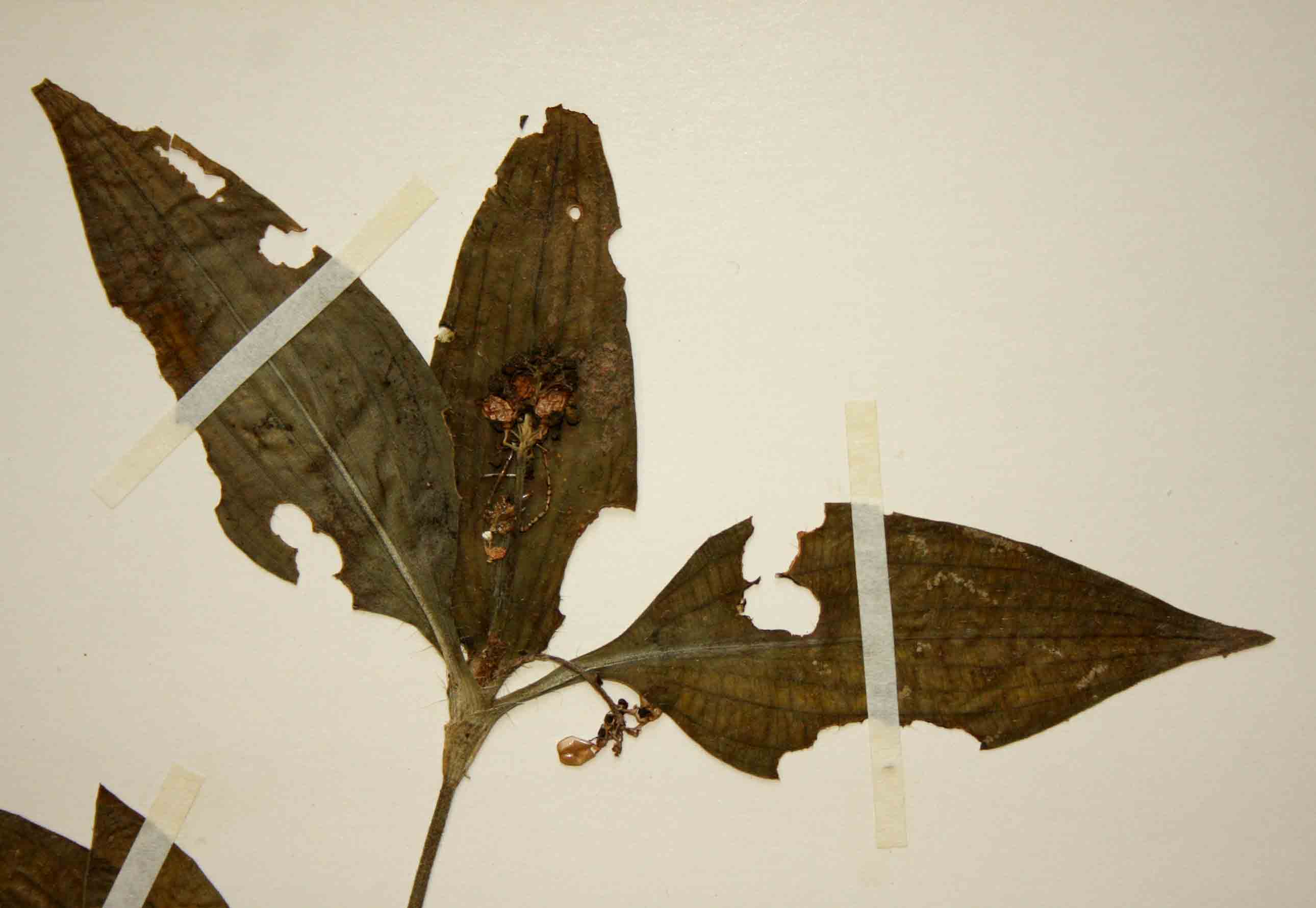 Aneilema pedunculosum