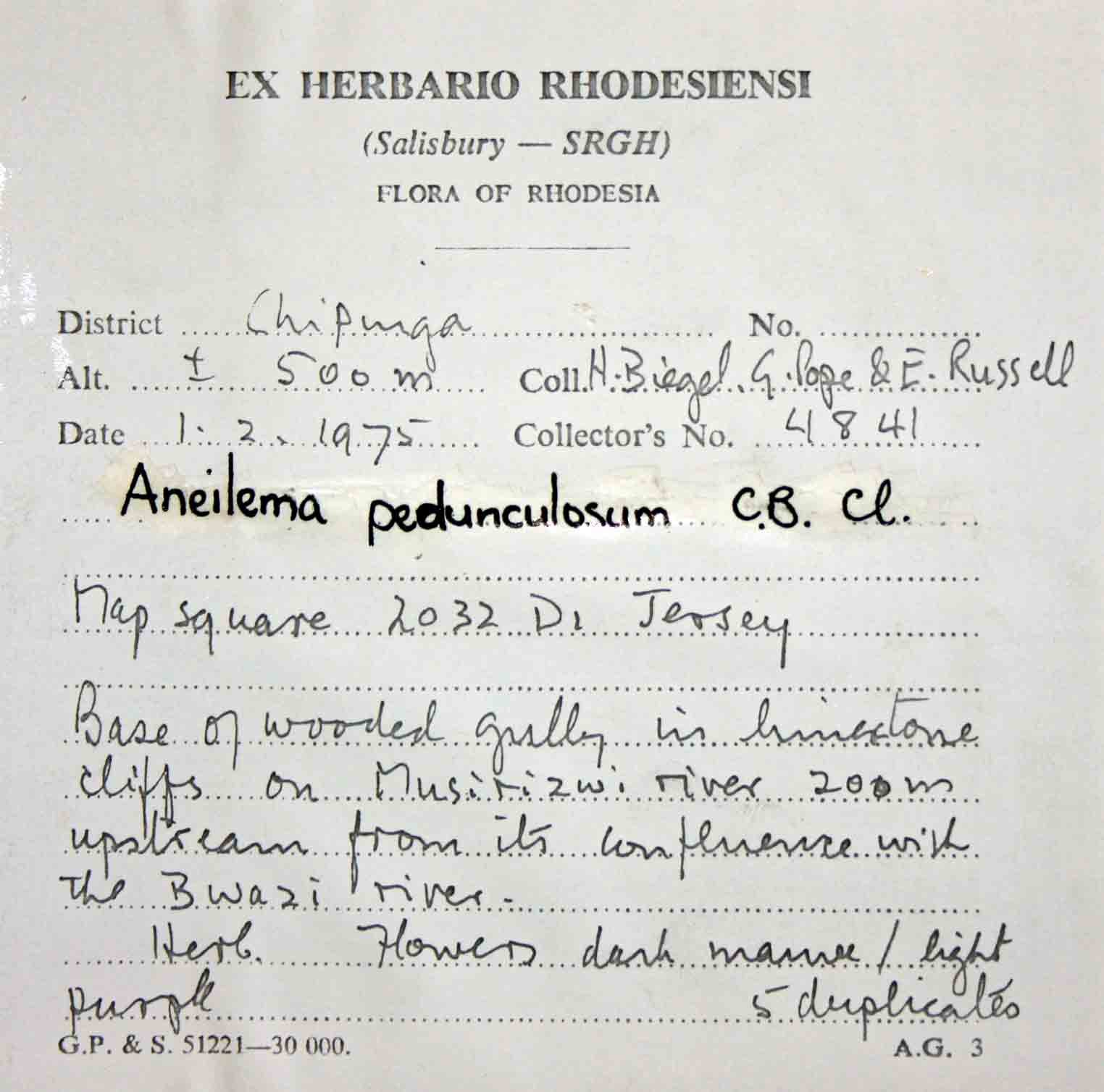 Aneilema pedunculosum