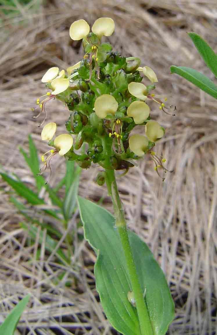 Aneilema welwitschii