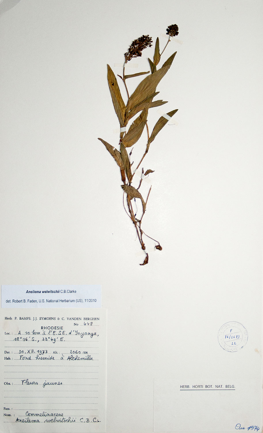 Aneilema welwitschii