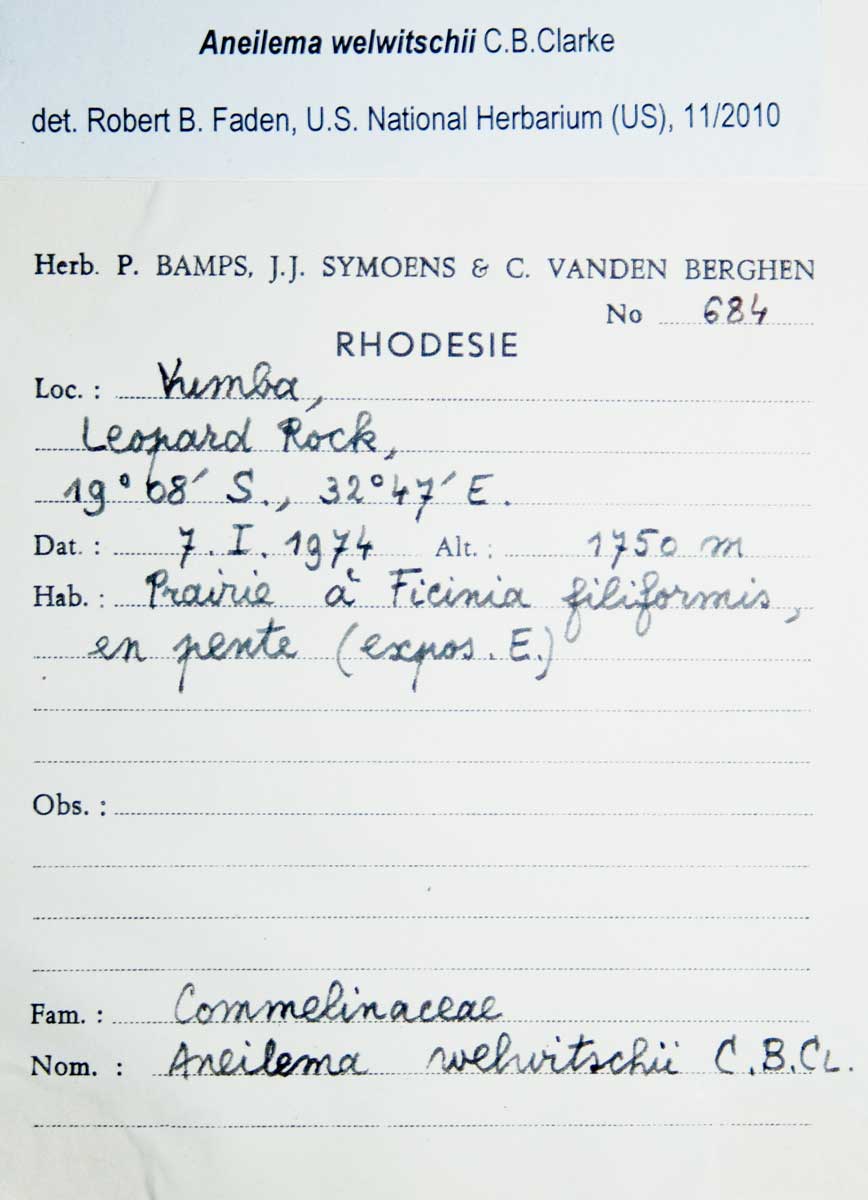 Aneilema welwitschii