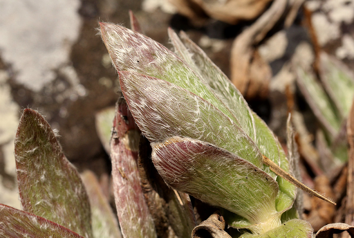 Cyanotis foecunda Cyanotis foecunda
