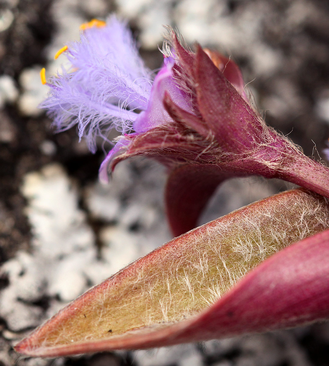Cyanotis foecunda Cyanotis foecunda