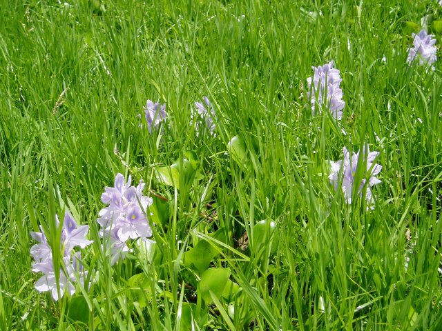 Pontederia crassipes