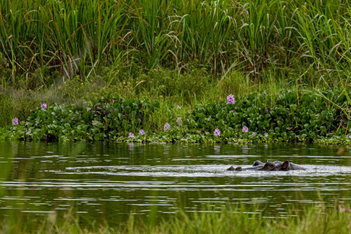 Pontederia crassipes