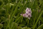 Pontederia crassipes