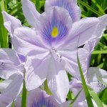 Pontederia crassipes