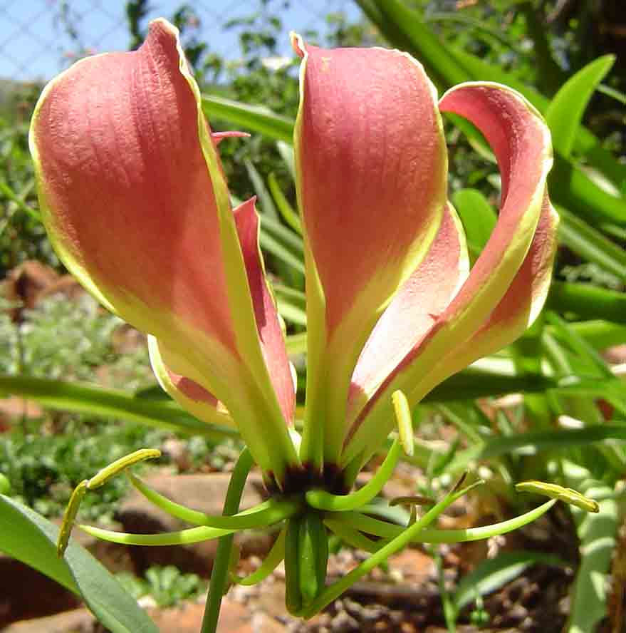 Gloriosa superba