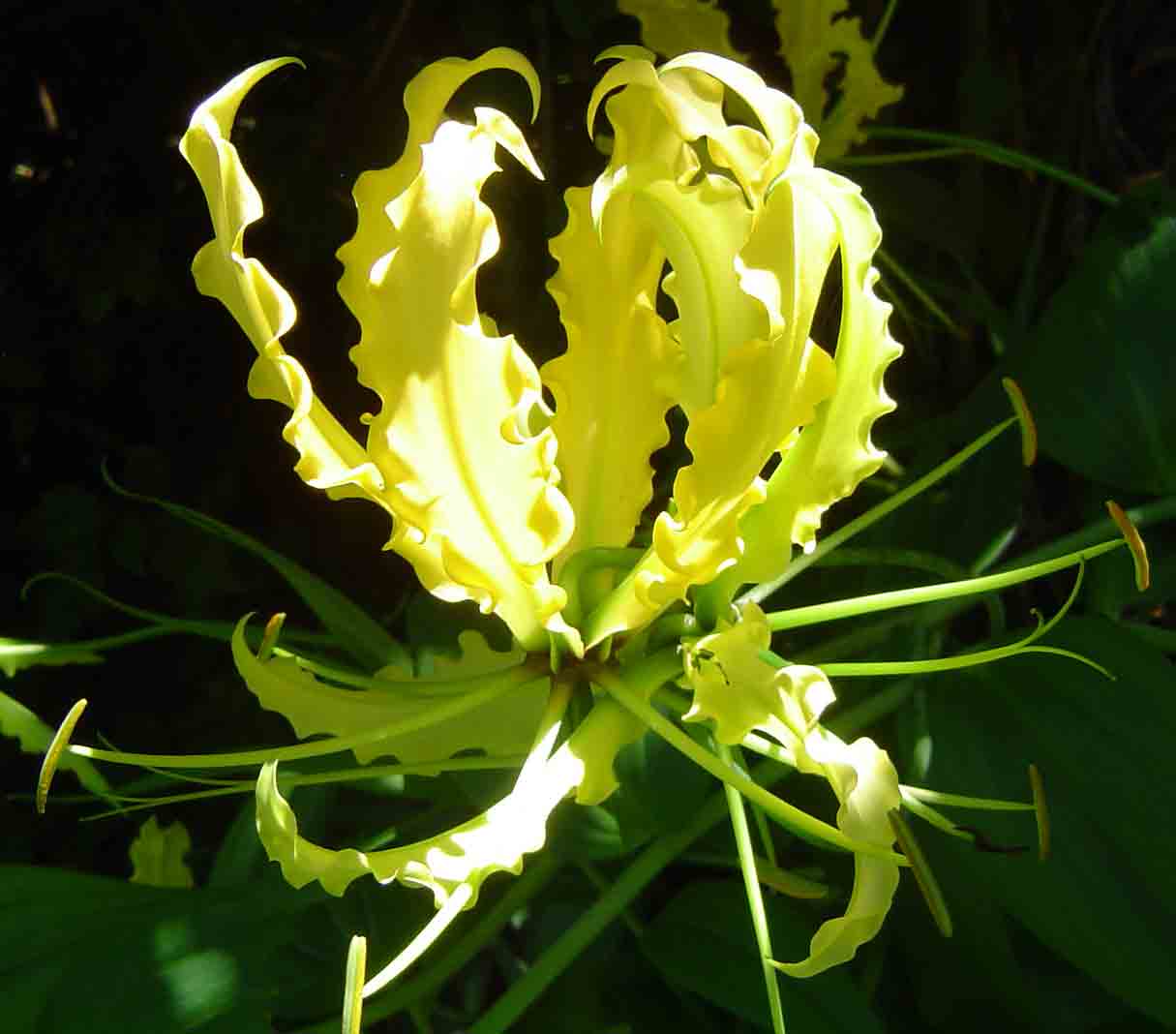 Gloriosa superba