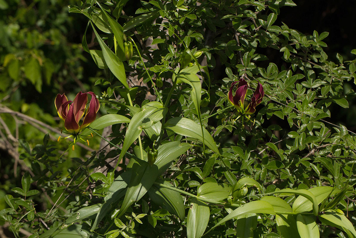 Gloriosa superba Gloriosa superba