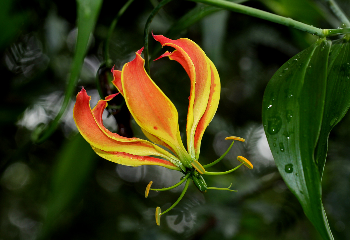 Gloriosa superba Gloriosa superba