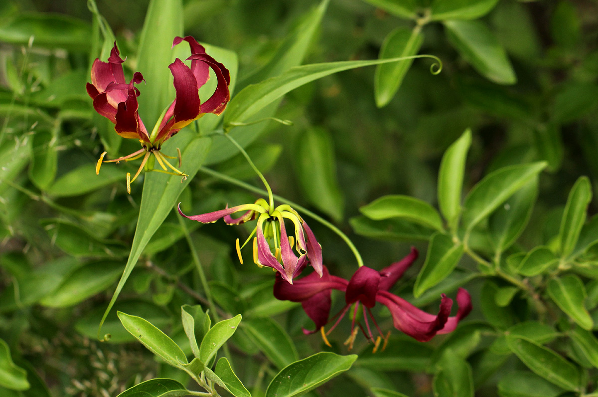Gloriosa superba