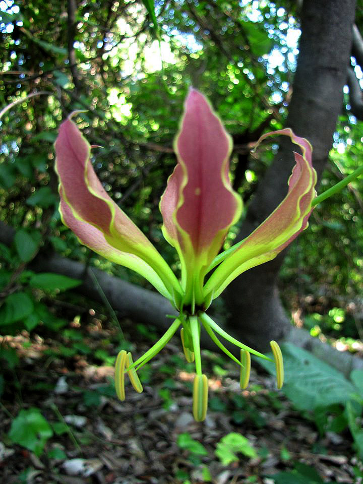 Gloriosa superba