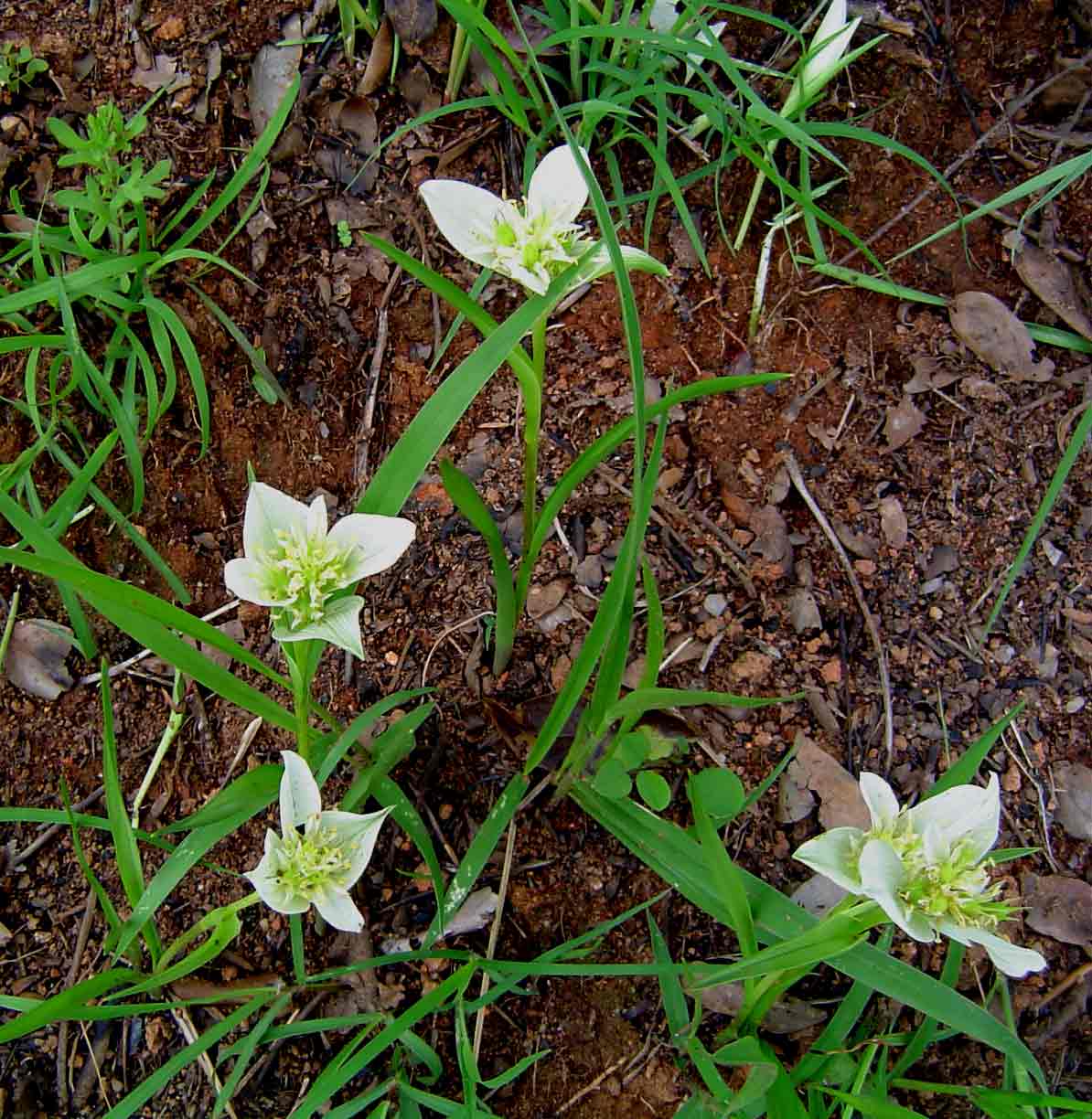 Androcymbium striatum Androcymbium striatum