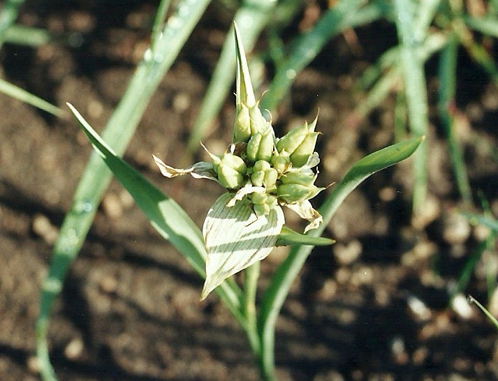 Androcymbium striatum