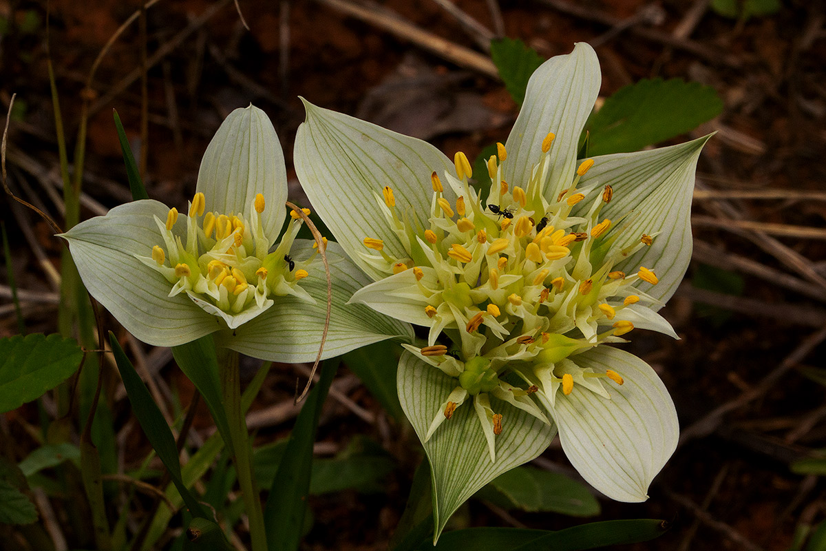 Androcymbium striatum Androcymbium striatum