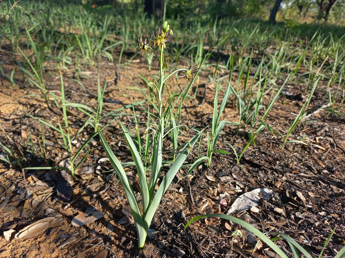 Ornithoglossum vulgare