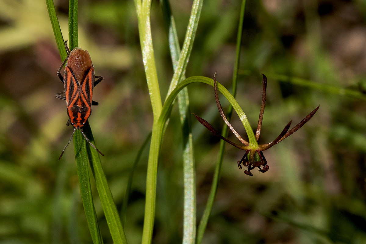 Iphigenia oliveri Iphigenia oliveri