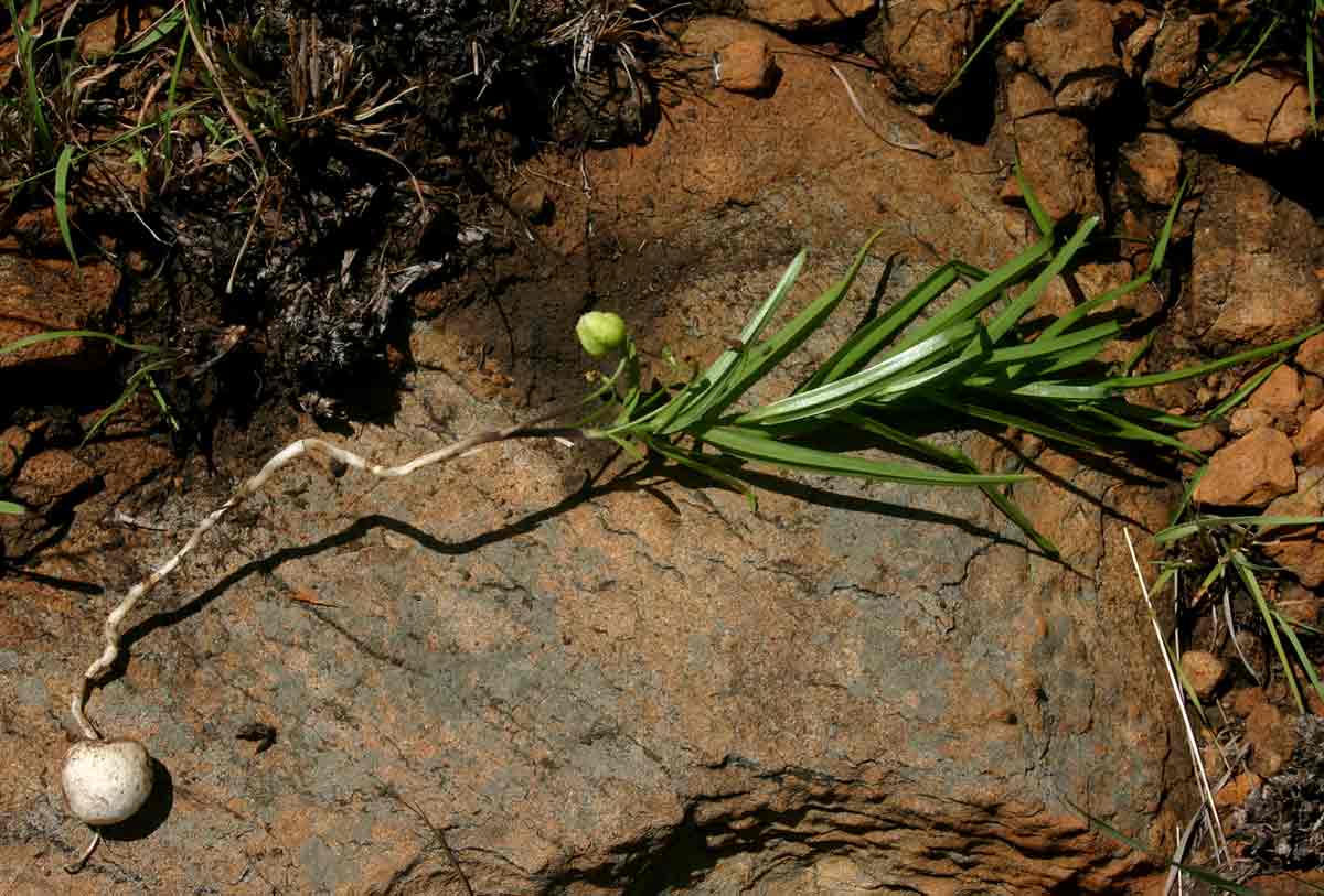 Iphigenia oliveri Iphigenia oliveri