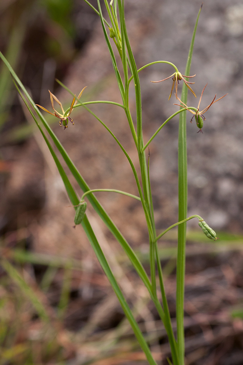 Iphigenia oliveri Iphigenia oliveri
