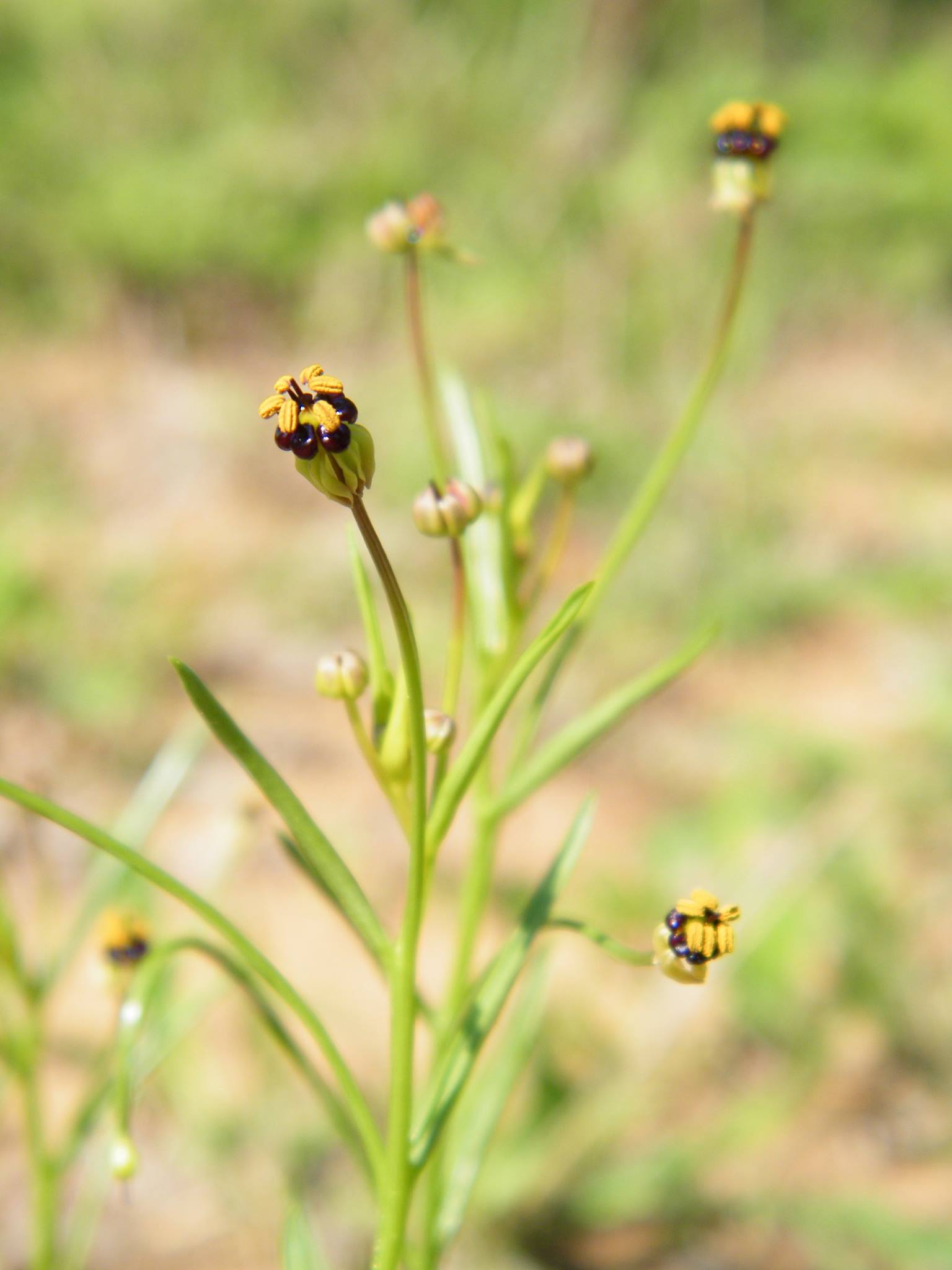 Camptorrhiza strumosa Camptorrhiza strumosa