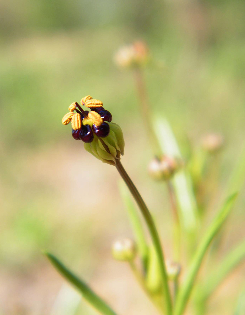 Camptorrhiza strumosa