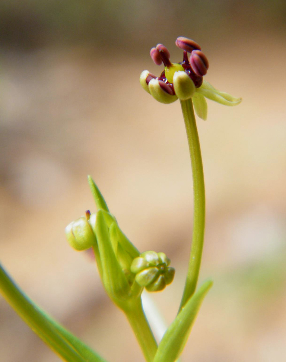 Camptorrhiza strumosa Camptorrhiza strumosa