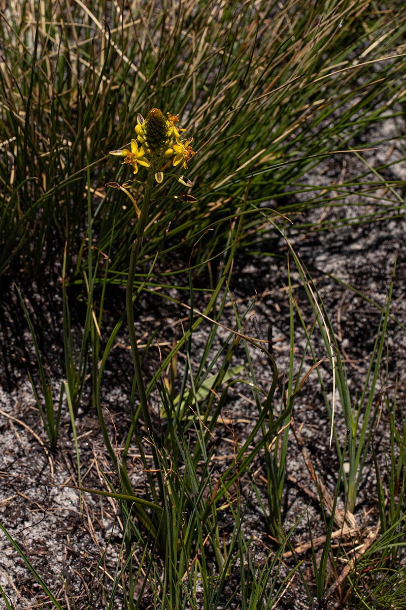 Bulbine abyssinica Bulbine abyssinica
