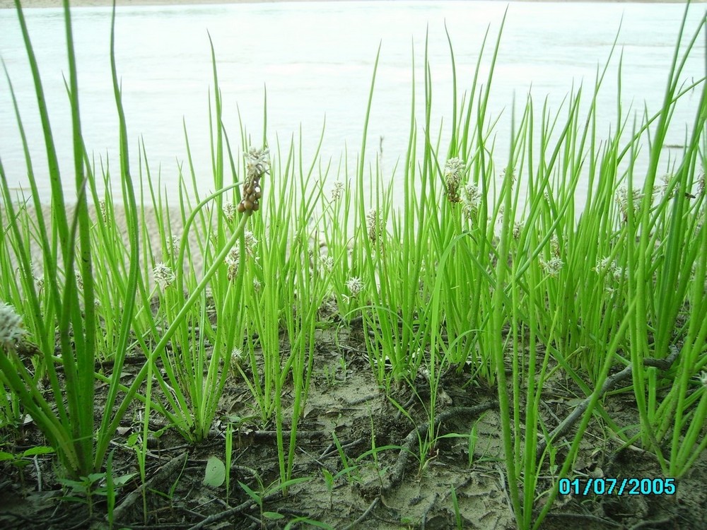 Jodrellia fistulosa Jodrellia fistulosa