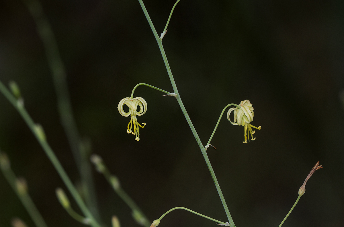 Trachyandra arvensis