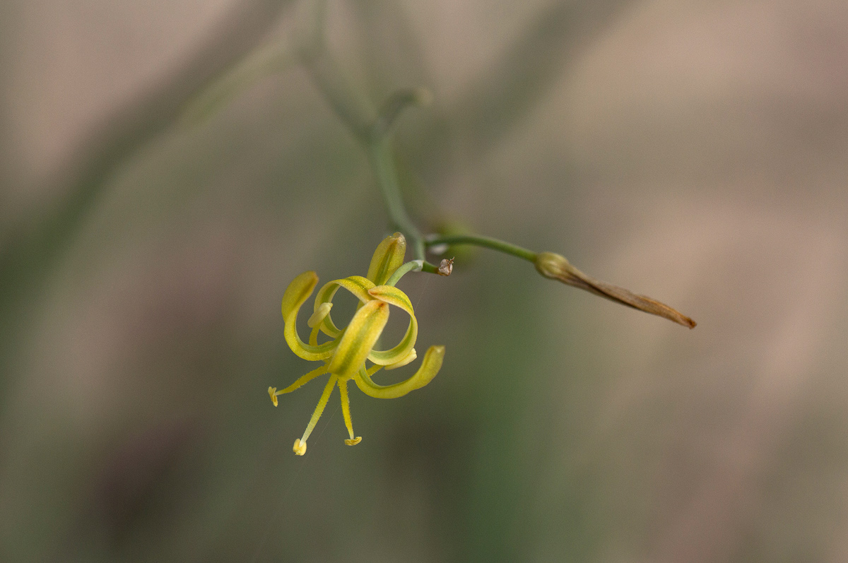 Trachyandra arvensis