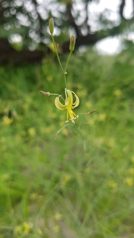 Trachyandra arvensis