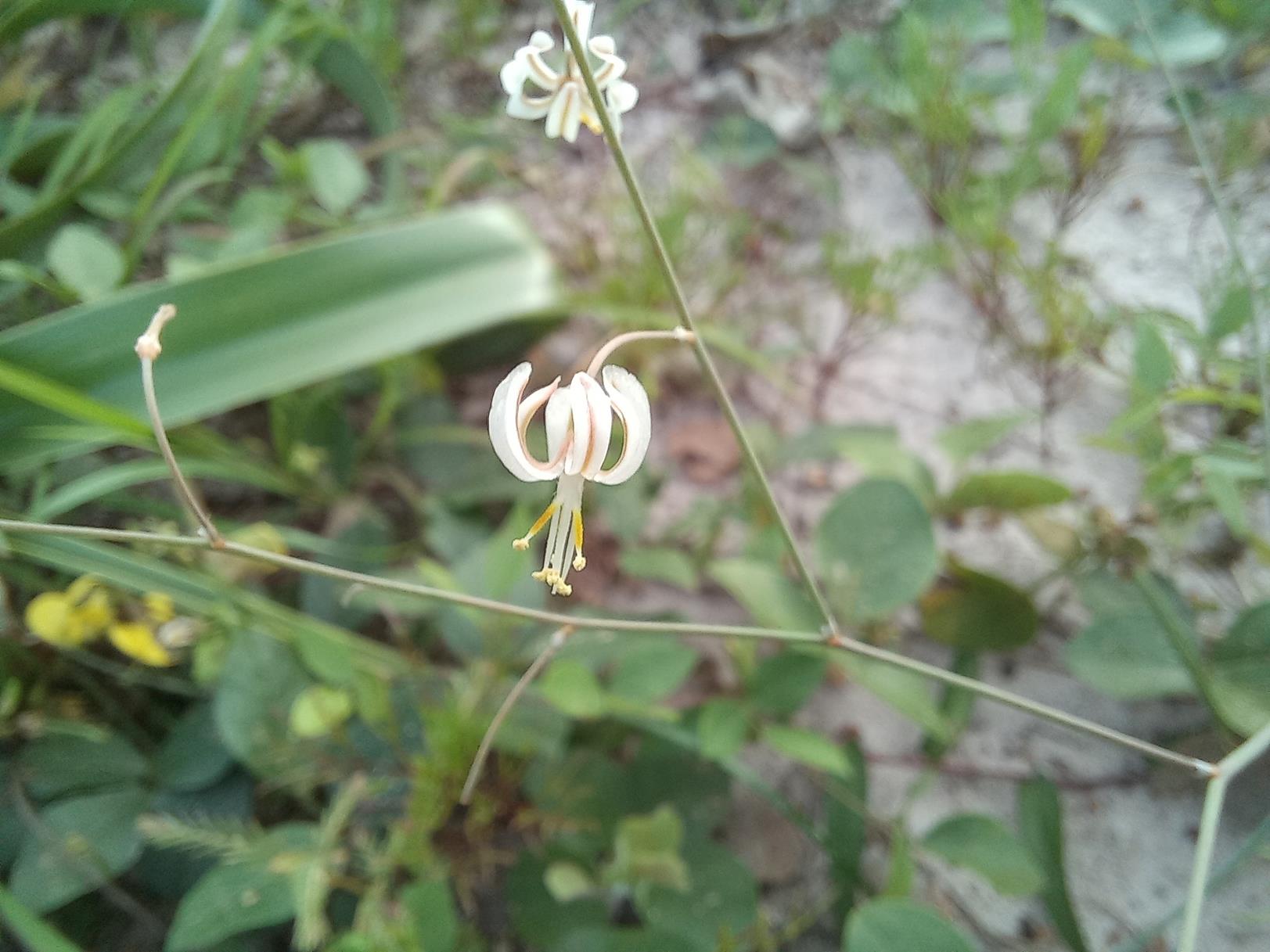 Trachyandra arvensis