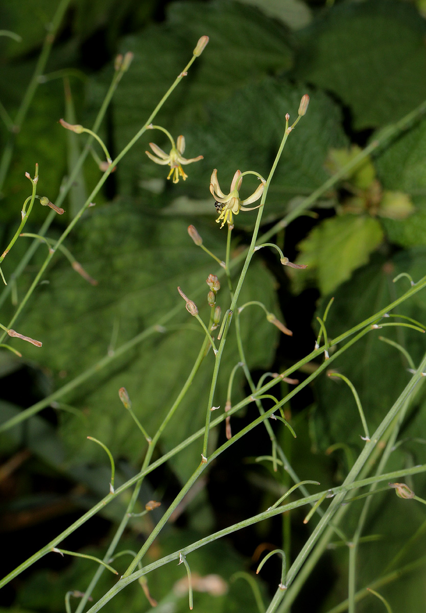 Trachyandra arvensis