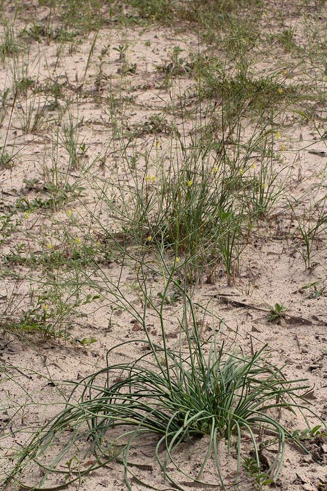 Trachyandra arvensis