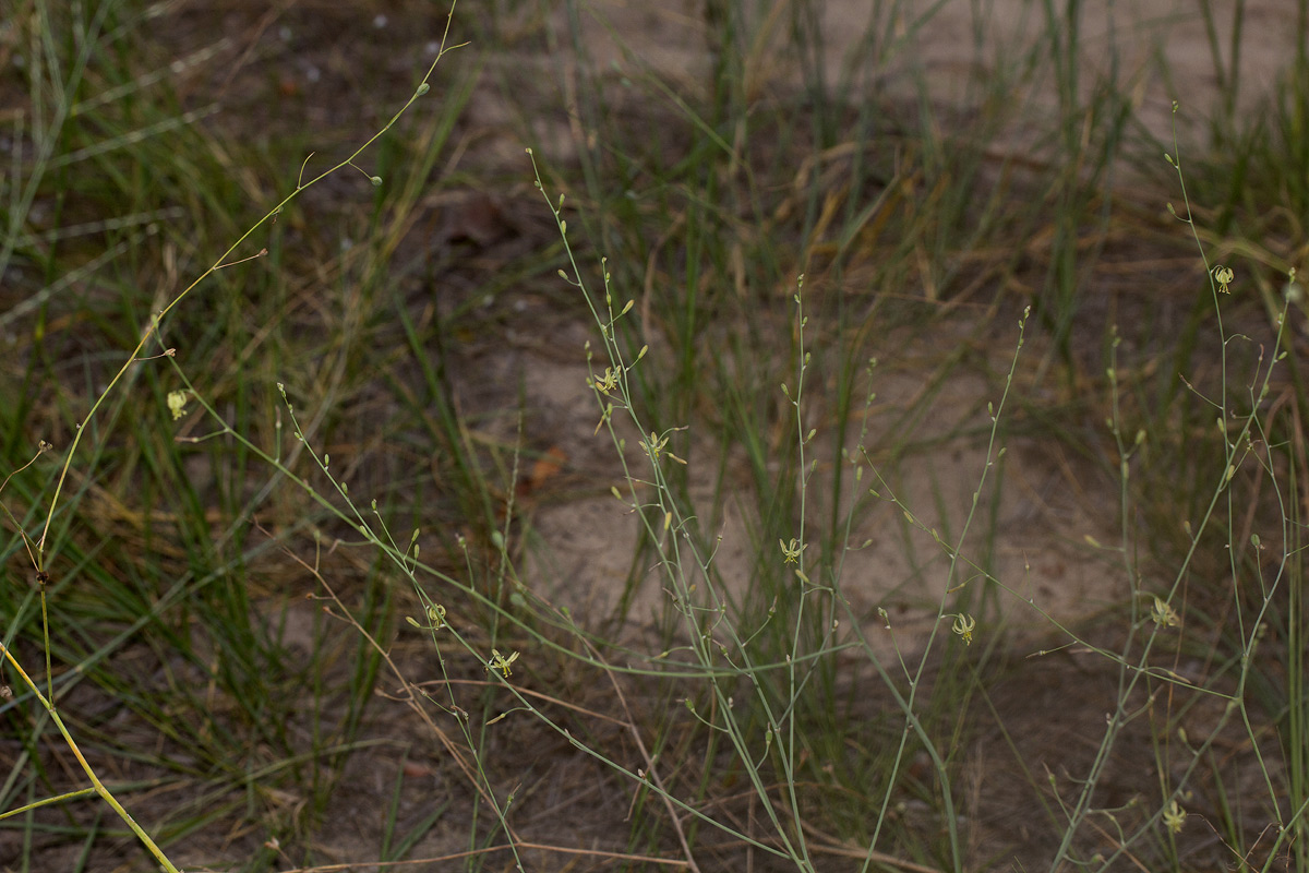 Trachyandra arvensis