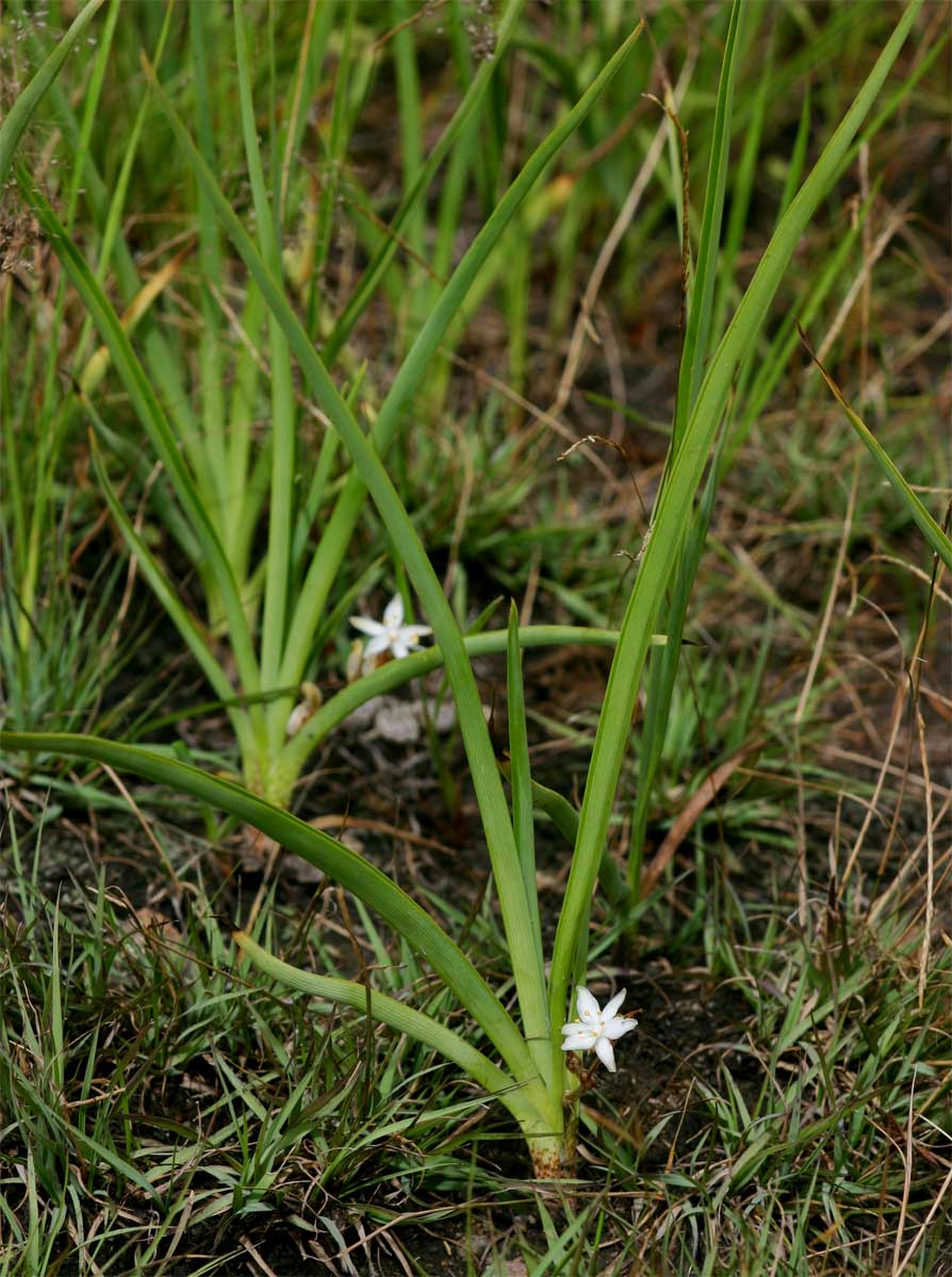 Chlorophytum affine var. curviscapum