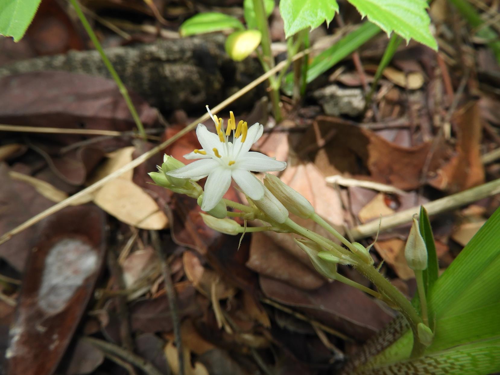 Chlorophytum affine var. curviscapum