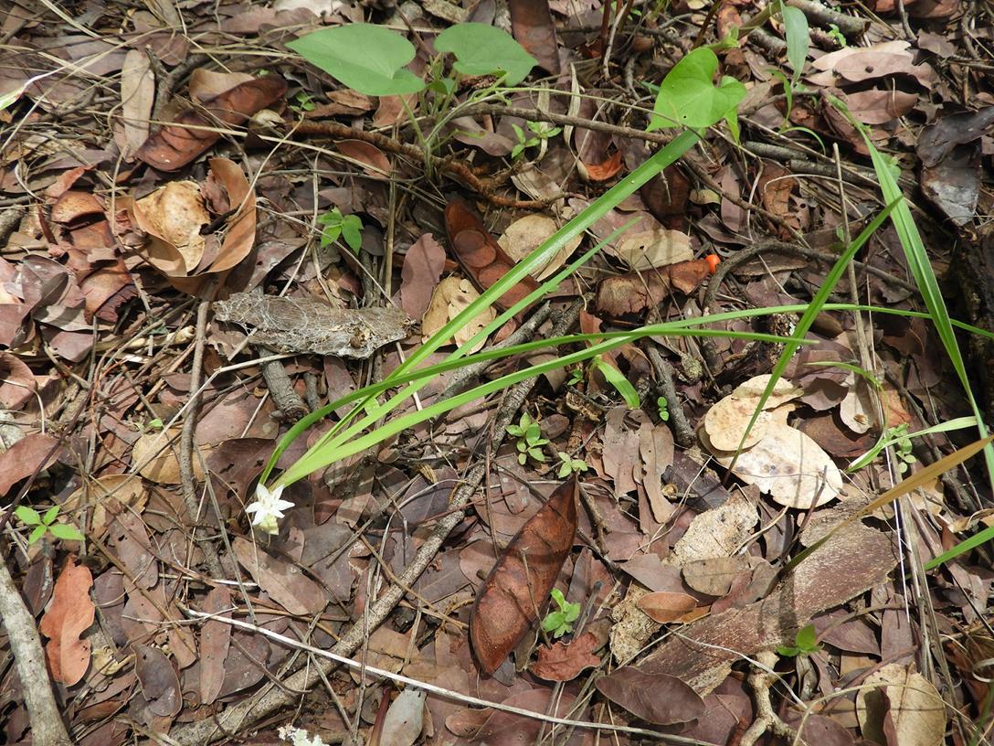 Chlorophytum affine var. curviscapum