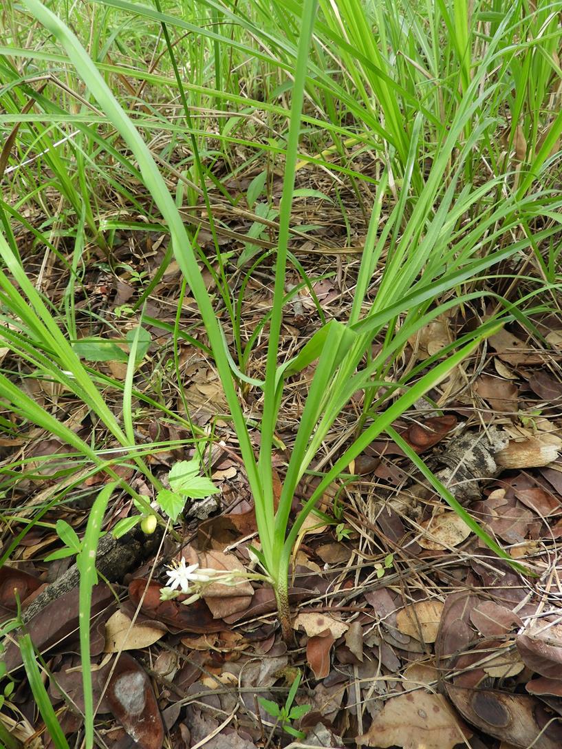 Chlorophytum affine var. curviscapum