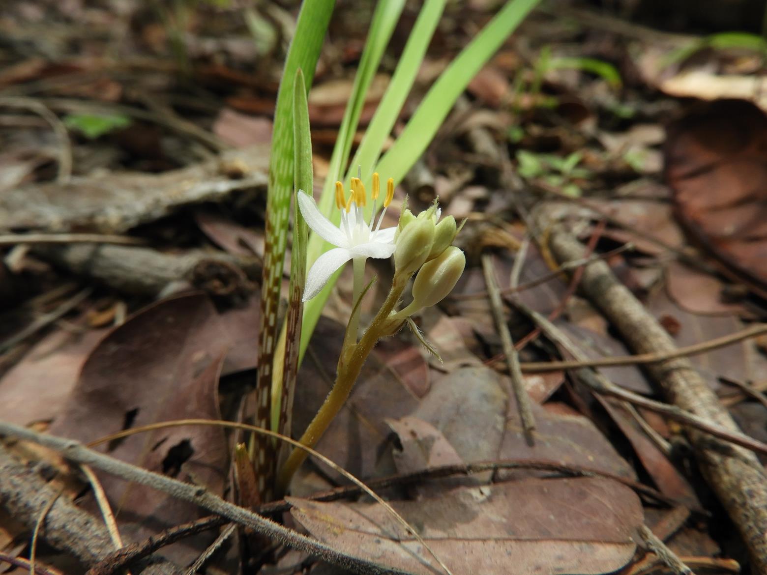 Chlorophytum affine var. curviscapum