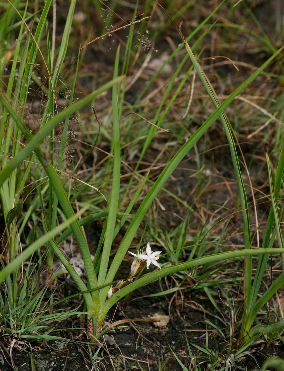 Chlorophytum affine var. curviscapum Chlorophytum affine var. curviscapum