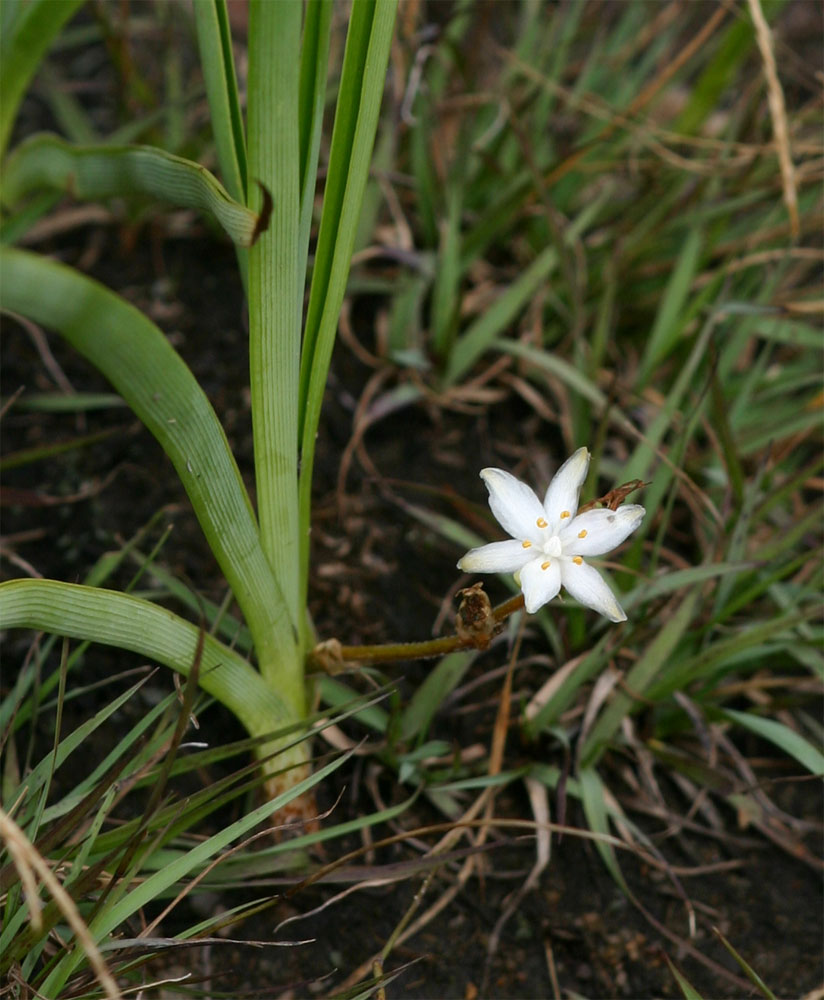 Chlorophytum affine var. curviscapum