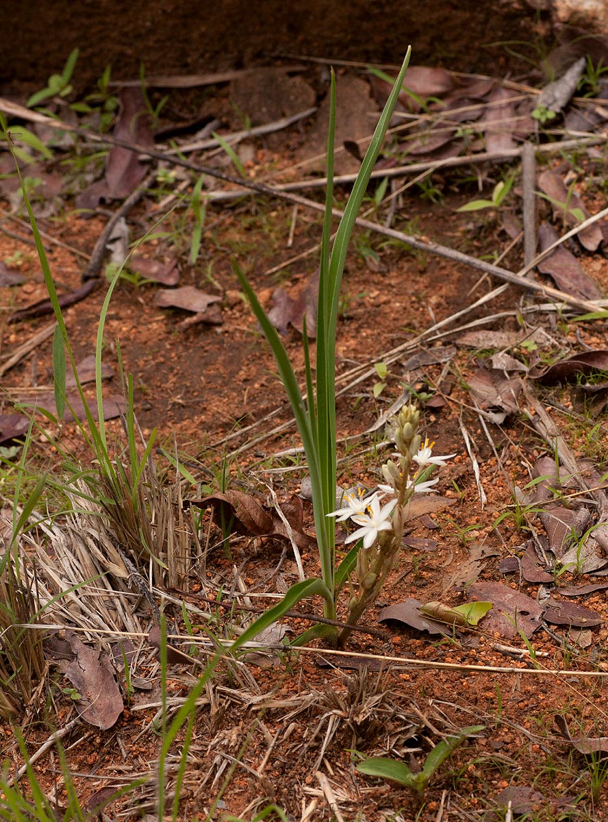 Chlorophytum affine var. curviscapum