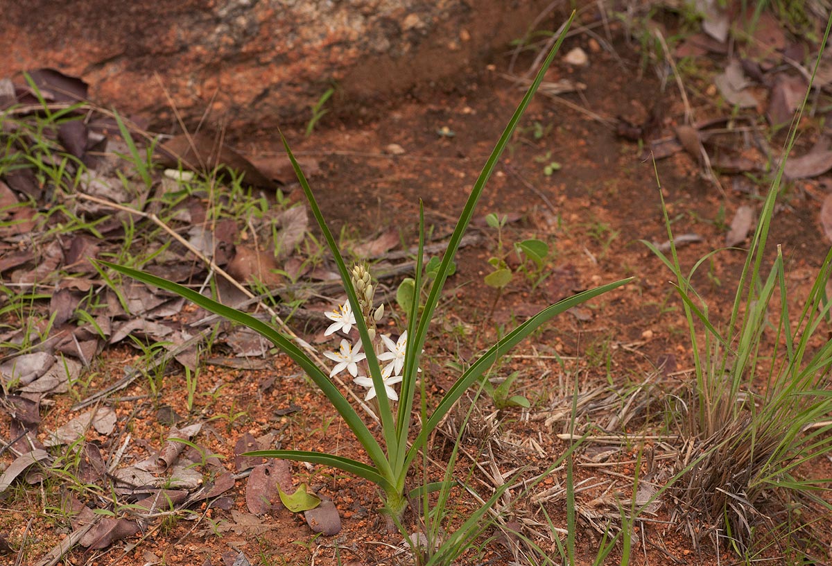 Chlorophytum affine var. curviscapum