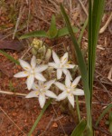 Chlorophytum affine var. curviscapum